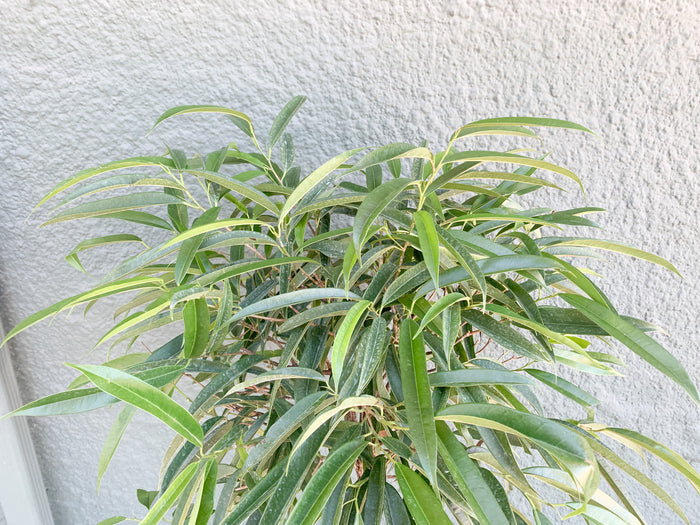10” Ficus Alii
