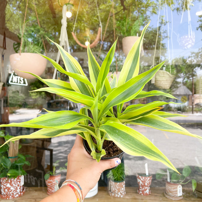 4" Dracaena Lemon-Lime Warneckii