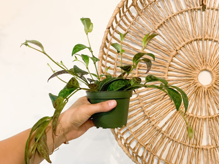 4" Lipstick Plant 'Black Pagoda'