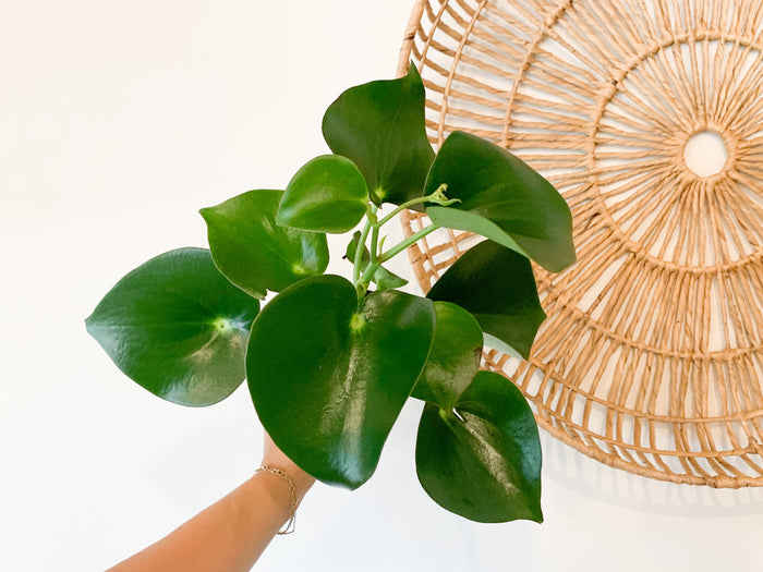 4" Peperomia Polybotrya 'Owl Eye'