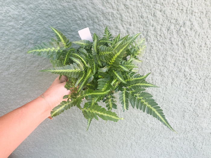 6" East Indian Holly Fern