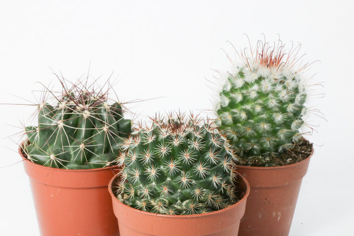 Assorted Cacti