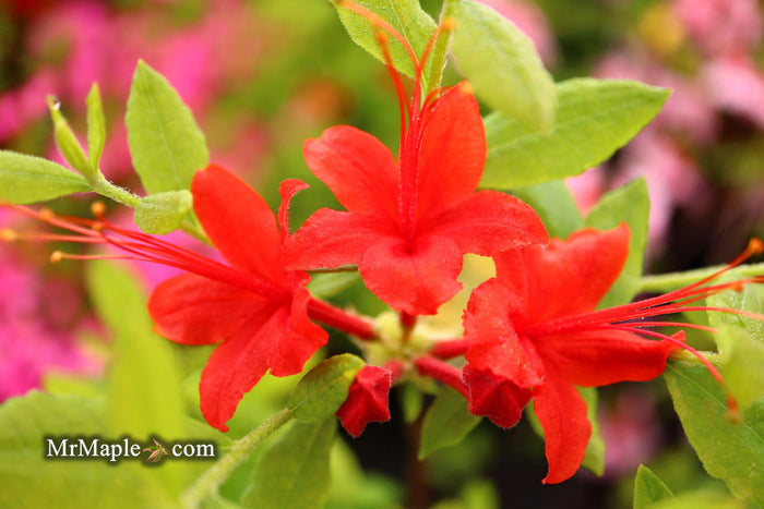 - Azalea 'Kelly’s Red’ Oconee Native Azalea - Mr Maple │ Buy Japanese Maple Trees