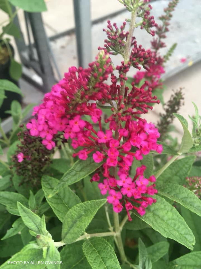 - Buddleia x 'Miss Molly' Purple Red Butterflybush - Mr Maple │ Buy Japanese Maple Trees