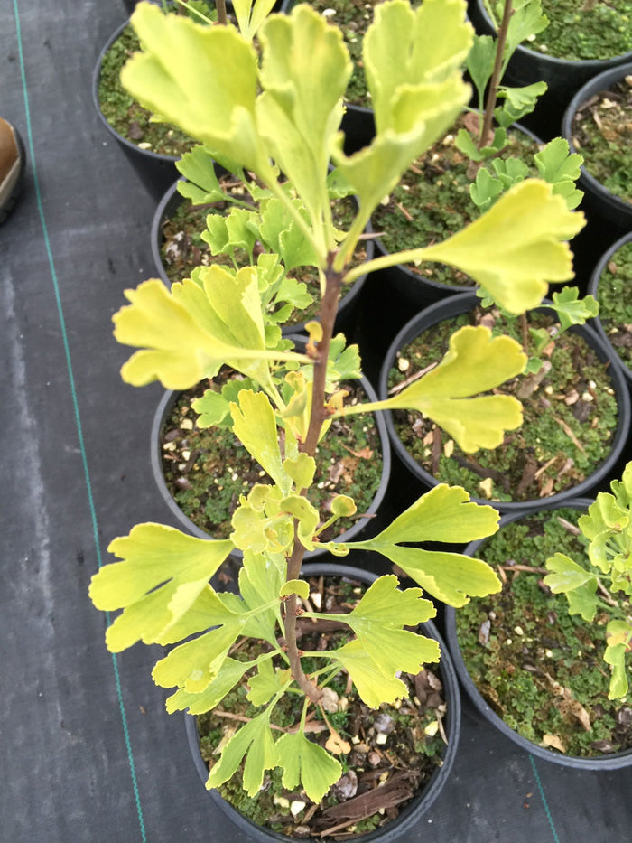 - Ginkgo biloba 'Bishop' Narrow Male Ginkgo Tree - Mr Maple │ Buy Japanese Maple Trees