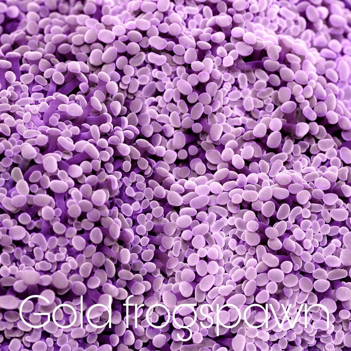 Gold Frogspawn