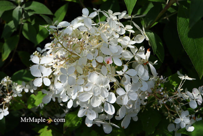 - Hydrangea paniculata 'Phantom' White Panicle Hydrangea - Mr Maple │ Buy Japanese Maple Trees