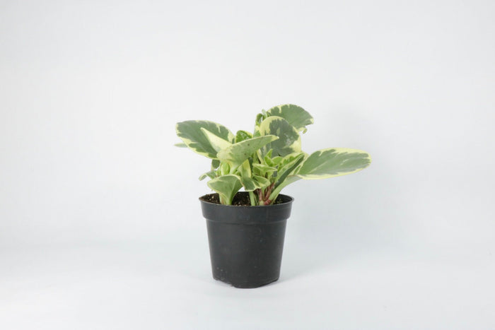 Peperomia Obtusifolia 'Marble'