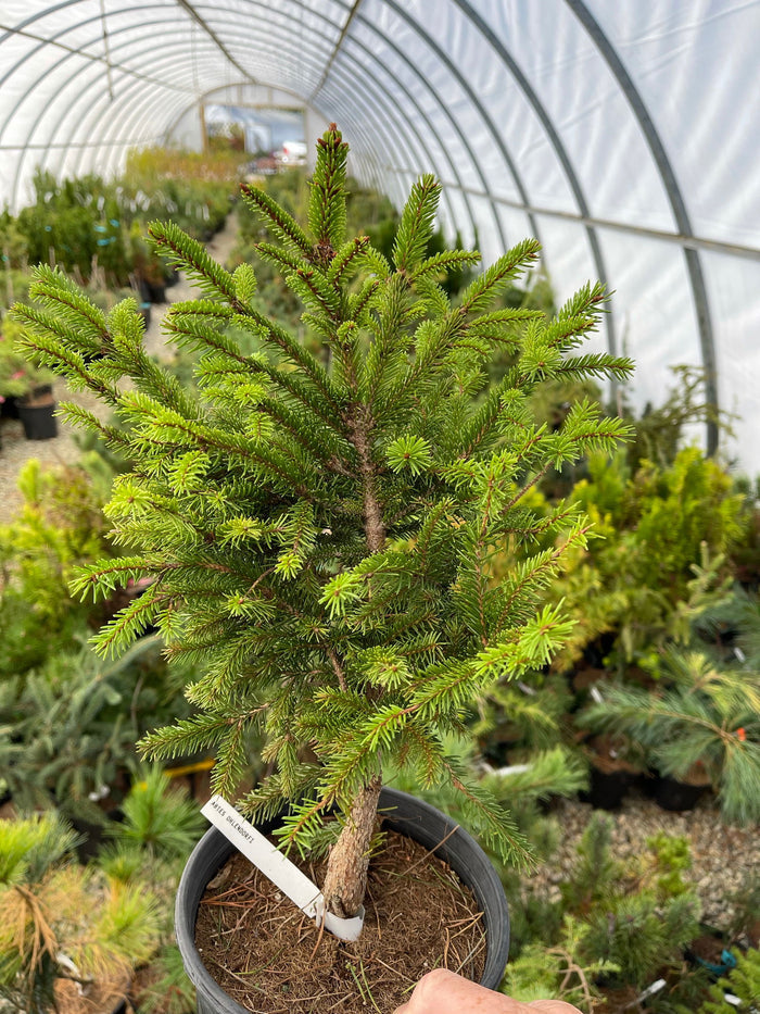 - Picea abies 'Ohlendorffii' Rare Dwarf Norway Spruce - Mr Maple │ Buy Japanese Maple Trees