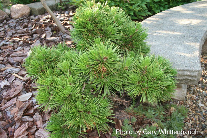 - Pinus heldreichii 'Smidtii' Dwarf Bosnian Pine - Mr Maple │ Buy Japanese Maple Trees