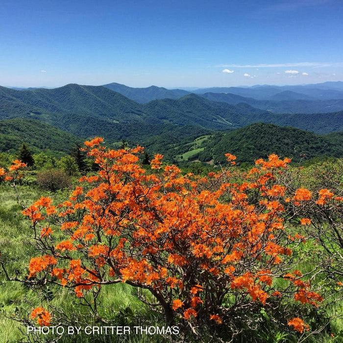 - Rhododendron calendulaceum Orange Native Flame Azalea - Mr Maple │ Buy Japanese Maple Trees