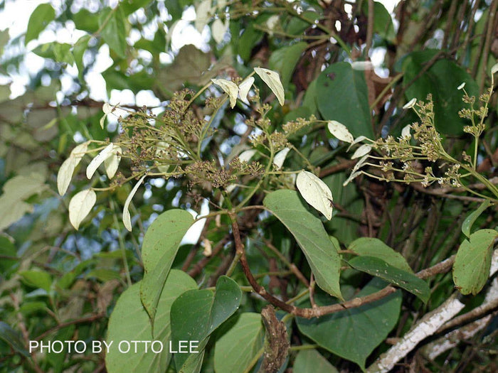 - Schizophragma hydrangeoides integrifolia var. fauriei Climbing Hydrangea - Mr Maple │ Buy Japanese Maple Trees