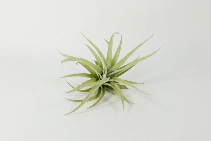 T. Harissii