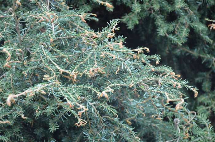 Tsuga canadensis 'Horsford Contorted' Dwarf Twisted Hemlock - Mr Maple │ Buy Japanese Maple Trees