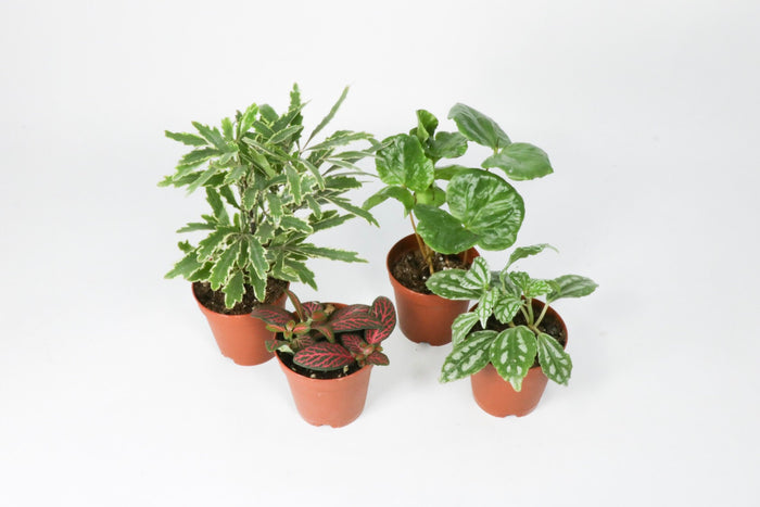 2” Pixie Plant