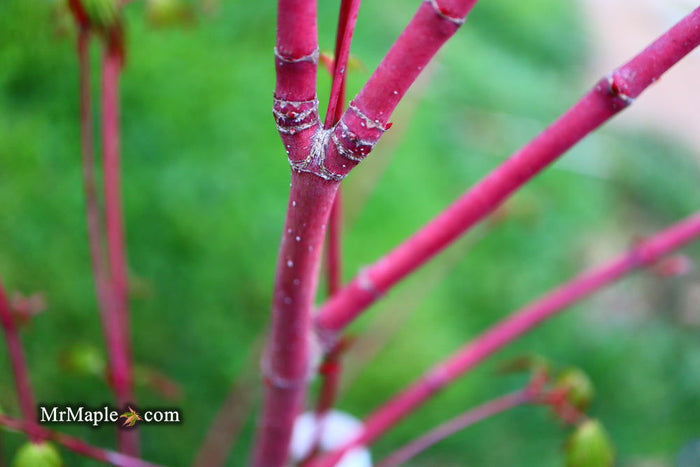 - Acer palmatum 'Little Joe' Dwarf Japanese Maple - Mr Maple │ Buy Japanese Maple Trees