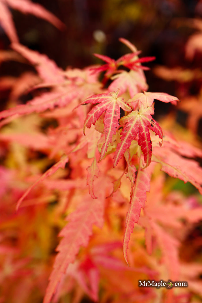 Acer palmatum 'Little Joe' Dwarf Japanese Maple
