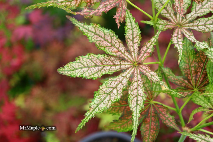 - Acer palmatum 'Strawberry Delight’ Japanese Maple - Mr Maple │ Buy Japanese Maple Trees
