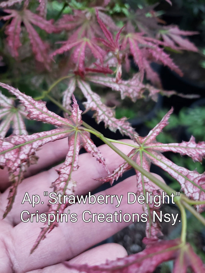 - Acer palmatum 'Strawberry Delight’ Japanese Maple - Mr Maple │ Buy Japanese Maple Trees