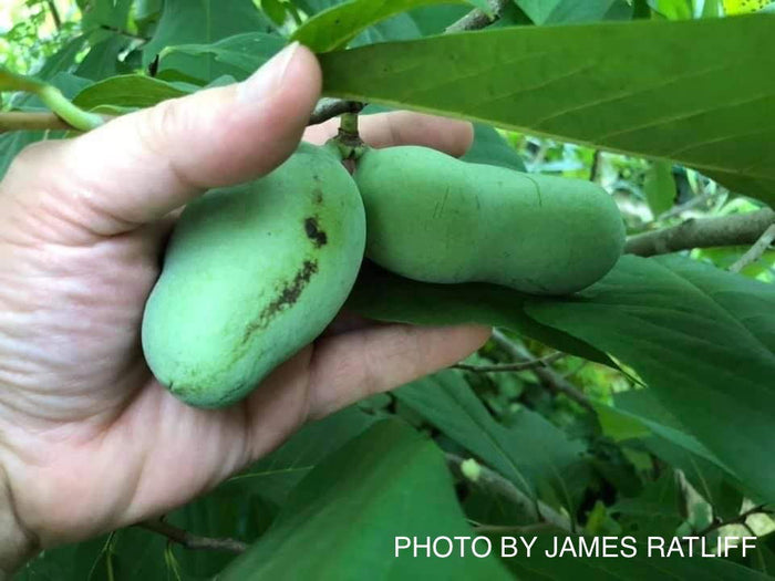 - Asimina triloba 'Sunflower' Pawpaw Fruit Tree - Mr Maple │ Buy Japanese Maple Trees