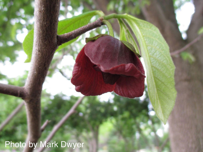 - Asimina triloba 'Sunflower' Pawpaw Fruit Tree - Mr Maple │ Buy Japanese Maple Trees