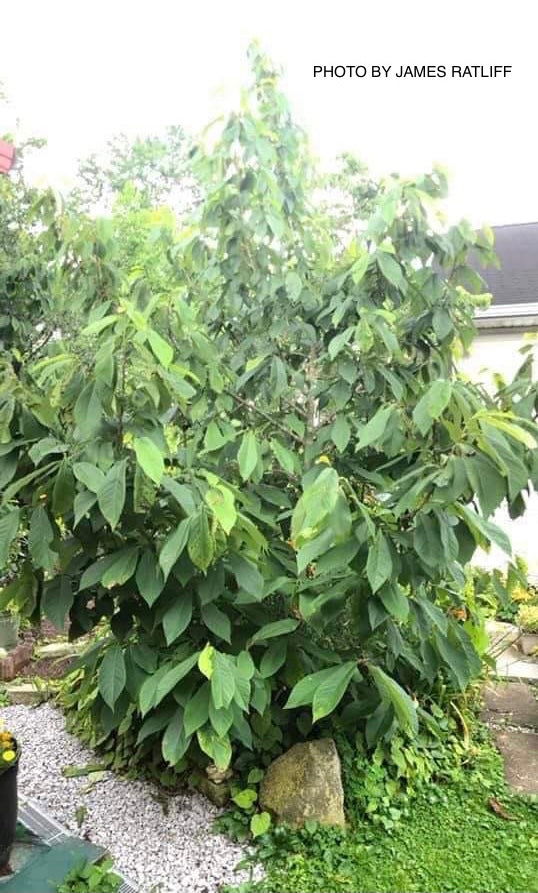 - Asimina triloba 'Sunflower' Pawpaw Fruit Tree - Mr Maple │ Buy Japanese Maple Trees