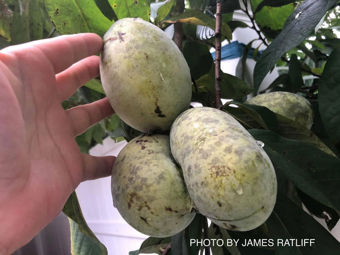 - Asimina triloba 'Sunflower' Pawpaw Fruit Tree - Mr Maple │ Buy Japanese Maple Trees