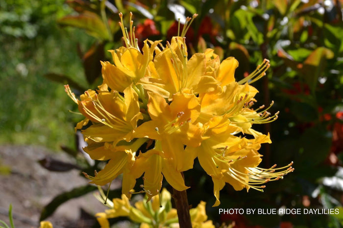 - Azalea 'Calendulaceum Gold’ Deciduous Flame Azalea - Mr Maple │ Buy Japanese Maple Trees