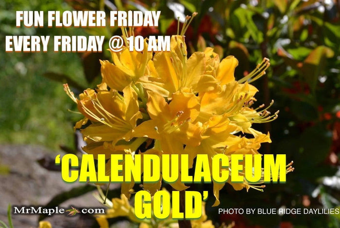 - Azalea 'Calendulaceum Gold’ Deciduous Flame Azalea - Mr Maple │ Buy Japanese Maple Trees