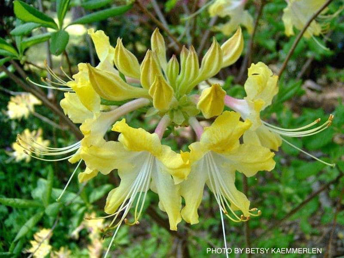 - Azalea 'Clear Creek’ Yellow Aromi Hybrid Native Azalea - Mr Maple │ Buy Japanese Maple Trees
