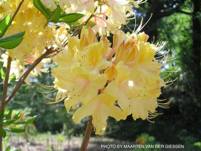 - Azalea 'Clear Creek’ Yellow Aromi Hybrid Native Azalea - Mr Maple │ Buy Japanese Maple Trees