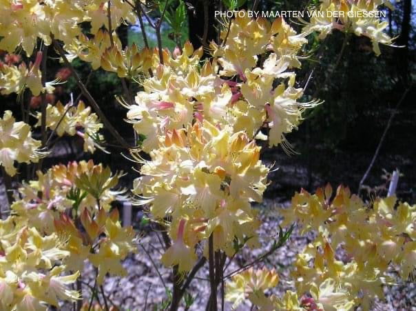 - Azalea 'Clear Creek’ Yellow Aromi Hybrid Native Azalea - Mr Maple │ Buy Japanese Maple Trees