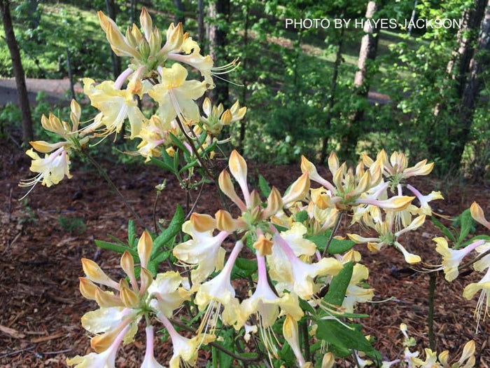 - Azalea 'Clear Creek’ Yellow Aromi Hybrid Native Azalea - Mr Maple │ Buy Japanese Maple Trees