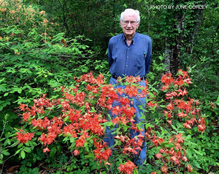 - Azalea 'Corley's Cardinal’ Red Auburn Native Deciduous Azalea - Mr Maple │ Buy Japanese Maple Trees