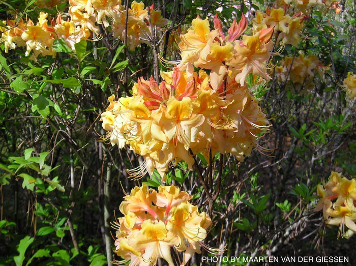 - Azalea 'Dancing Rabbit’ Yellow Orange Aromi Hybrid Native Azalea - Mr Maple │ Buy Japanese Maple Trees