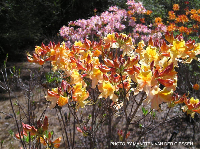 - Azalea 'Dancing Rabbit’ Yellow Orange Aromi Hybrid Native Azalea - Mr Maple │ Buy Japanese Maple Trees