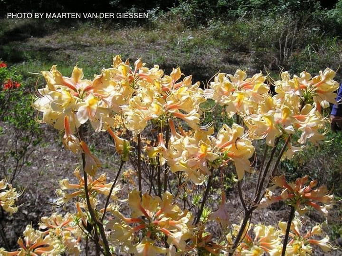 - Azalea 'Dancing Rabbit’ Yellow Orange Aromi Hybrid Native Azalea - Mr Maple │ Buy Japanese Maple Trees