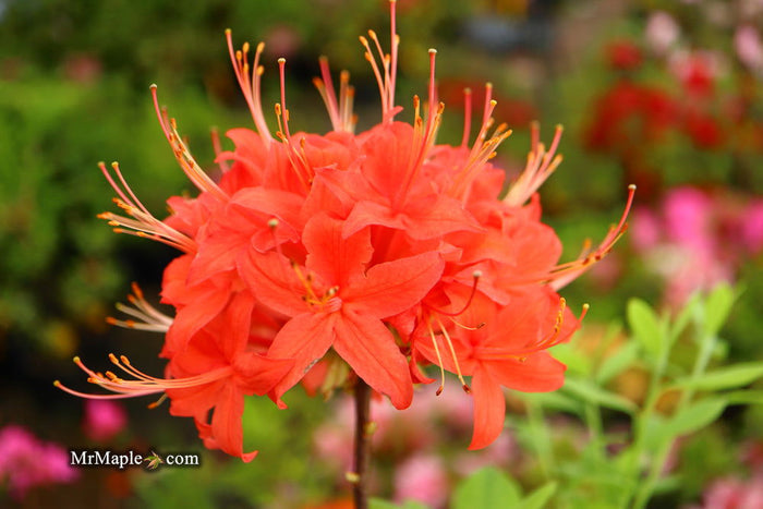 - Azalea 'Jake’s Red’ Compact Oconee Native Azalea - Mr Maple │ Buy Japanese Maple Trees