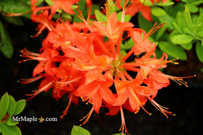 - Azalea 'Jake’s Red’ Compact Oconee Native Azalea - Mr Maple │ Buy Japanese Maple Trees