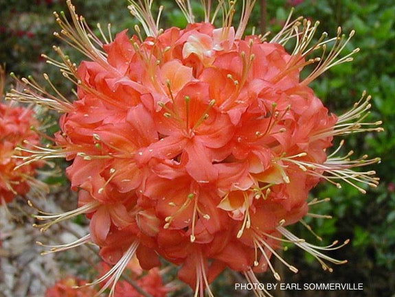 - Azalea 'Jake’s Red’ Compact Oconee Native Azalea - Mr Maple │ Buy Japanese Maple Trees