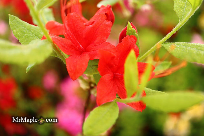 - Azalea 'Kelly’s Red’ Oconee Native Azalea - Mr Maple │ Buy Japanese Maple Trees