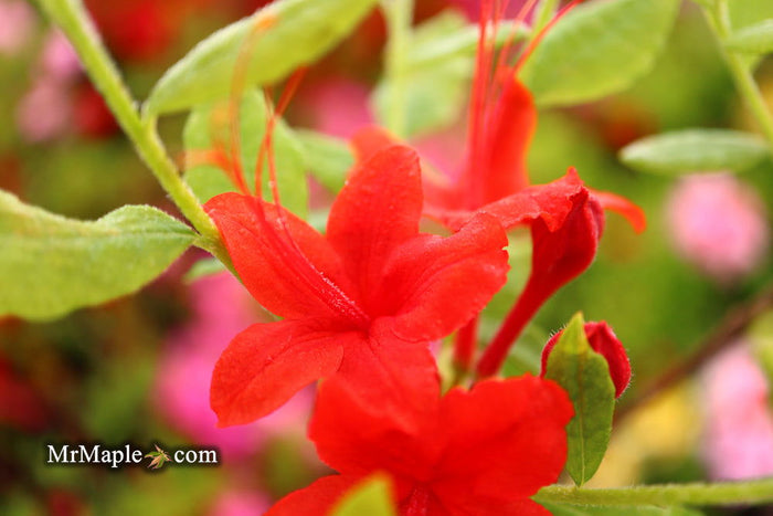 - Azalea 'Kelly’s Red’ Oconee Native Azalea - Mr Maple │ Buy Japanese Maple Trees