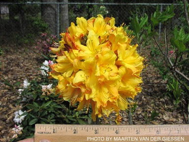 - Azalea 'Spring Fanfare’ Yellow Aromi Hybrid Native Azalea - Mr Maple │ Buy Japanese Maple Trees