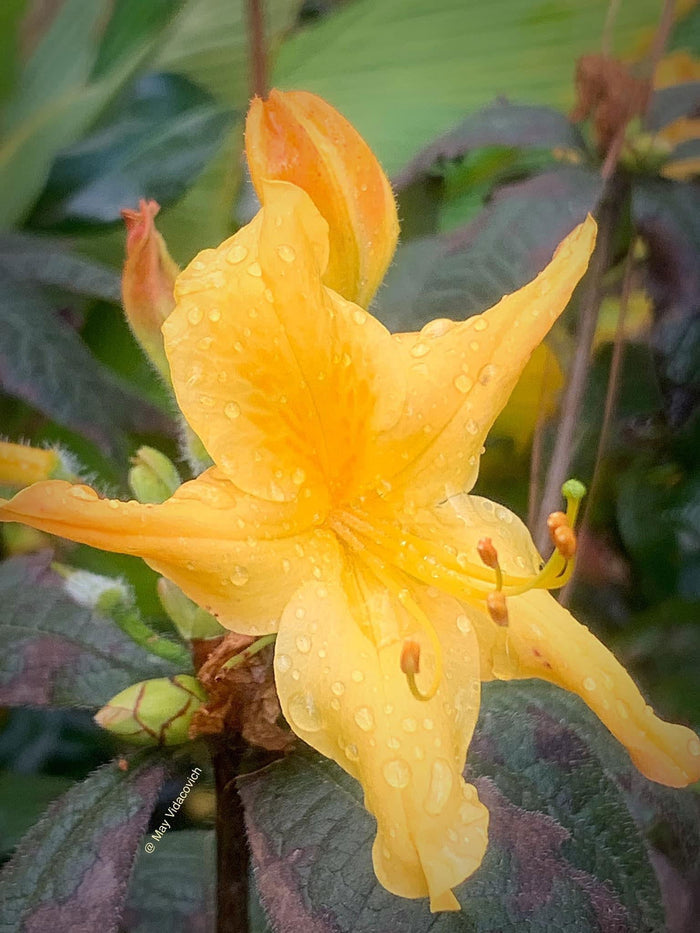 - Azalea 'Spring Fanfare’ Yellow Aromi Hybrid Native Azalea - Mr Maple │ Buy Japanese Maple Trees