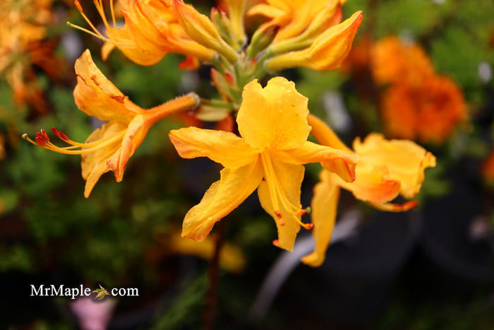 - Azalea 'Spring Fanfare’ Yellow Aromi Hybrid Native Azalea - Mr Maple │ Buy Japanese Maple Trees