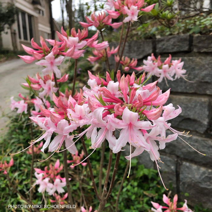 - Azalea 'Spring Sensation’ Pink Aromi Hybrid Native Azalea - Mr Maple │ Buy Japanese Maple Trees