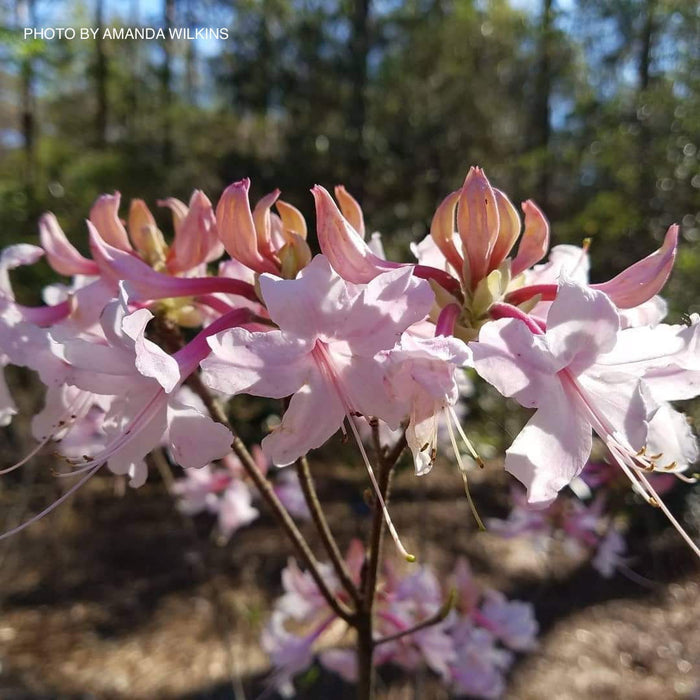 - Azalea 'Spring Sensation’ Pink Aromi Hybrid Native Azalea - Mr Maple │ Buy Japanese Maple Trees