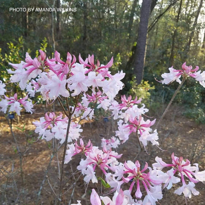 - Azalea 'Spring Sensation’ Pink Aromi Hybrid Native Azalea - Mr Maple │ Buy Japanese Maple Trees