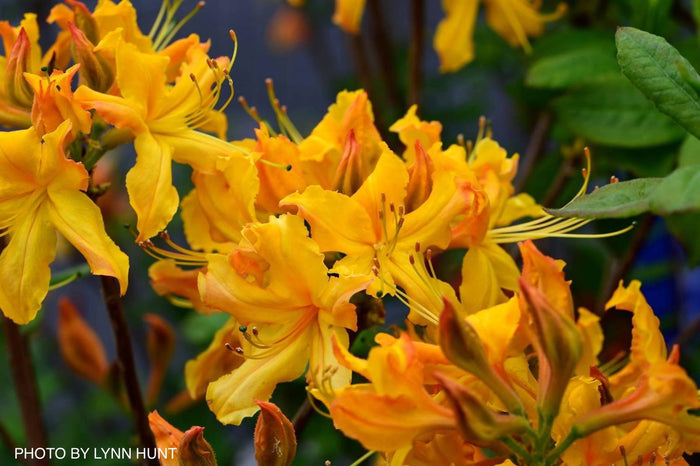 - Azalea 'Talulah Sunrise’ Orange Aromi Hybrid Native Azalea - Mr Maple │ Buy Japanese Maple Trees