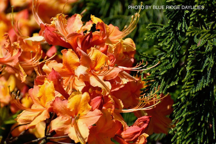 - Azalea 'Talulah Sunrise’ Orange Aromi Hybrid Native Azalea - Mr Maple │ Buy Japanese Maple Trees